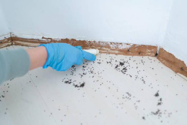 Flea Control Services in La Riviera, CA